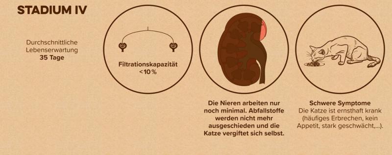 Schema: Stadium 4 einer Nierenerkrankung bei Katzen